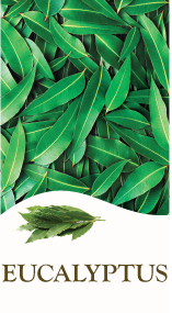 Eucalyptus