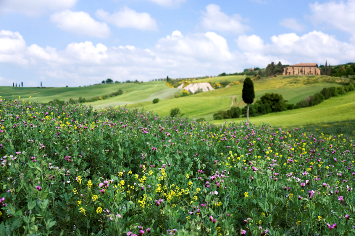 Bodipure Purissima Banner Background